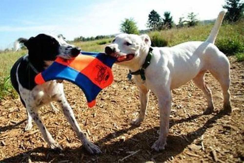 Imagen 8 de 8 de ?chuckit! Flying Ardilla Juguete Para Perros