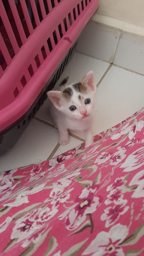 São Três Gatinhos Filhotes Que Precisam De Um Lar.