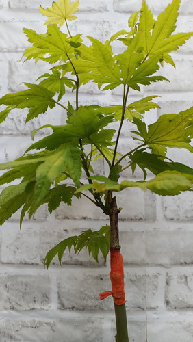 Arce Shirasawanum Aureum Moonrise Verde Lima