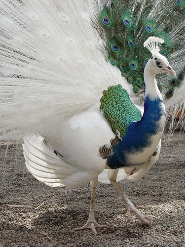 Ovos Galados Férteis Pavão Arlequim ( 1 Und )