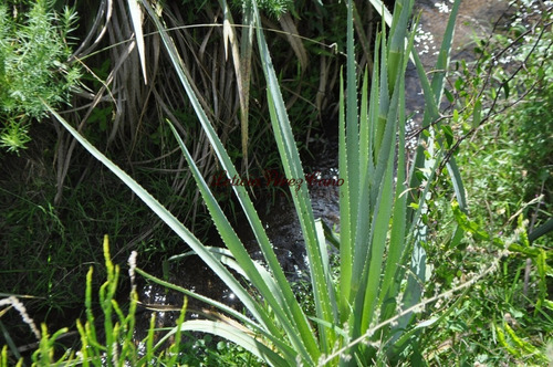 Imagen 4 de 30 de Venta Chacra 5 Has Ubicada En Jose Ignacio Proximo A Garzon