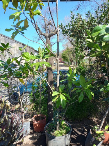 Imagen 6 de 8 de Magnolio, Magnolia. Magnolia Grandiflora Ejemplar (seña)