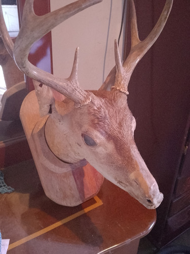 Taxidermia De Venado 