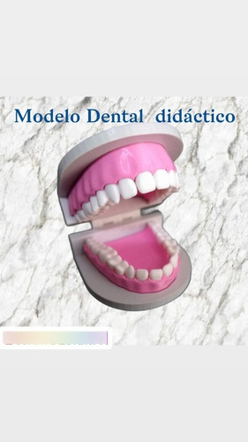 Modelo Dental Didáctico