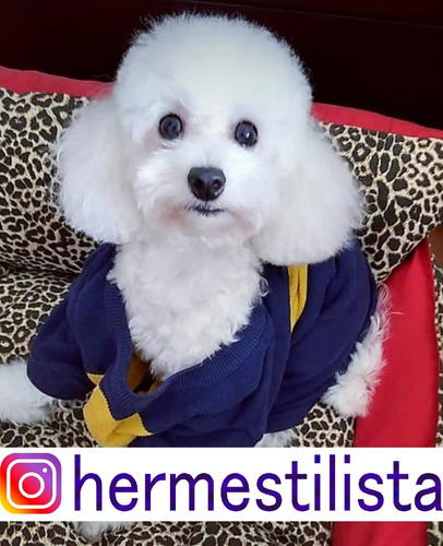 Imagen 5 de 9 de Peluquería A Domicilio Canina Y Felina Caba Gba Znorte Leer