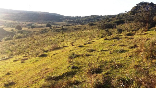 Imagen 14 de 30 de Campo 142 Hectareas Ganadero Forestal Lavalleja