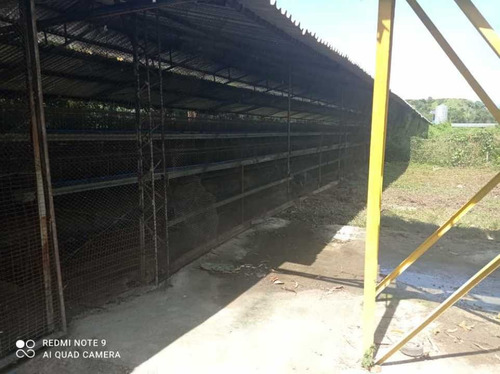Finca De 12 Hectareas De Gallinas Ponedoras En Villa De Cura