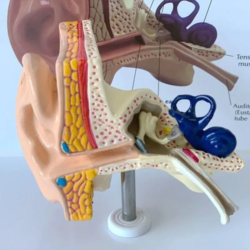 Modelo 4d Anatômico Orelha Ouvido Corpo Humano