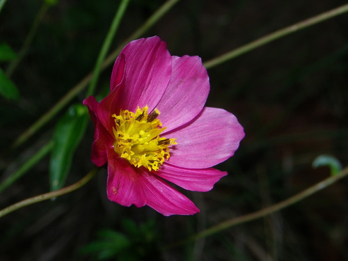 Cosmos Sessilis - Semillas