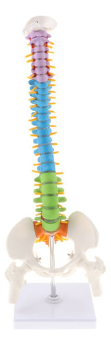 45cm Modelo De Columna Vertebral Humana Flexible Detallada