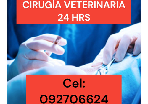 Veterinario Cirugia-ecografia-radiografia