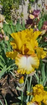 Comprar 4 Rizoma De Lirios Barbados O Iris Germánica Panocha