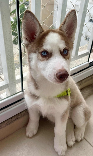 Husky Siberiano Fêmea 3 Meses
