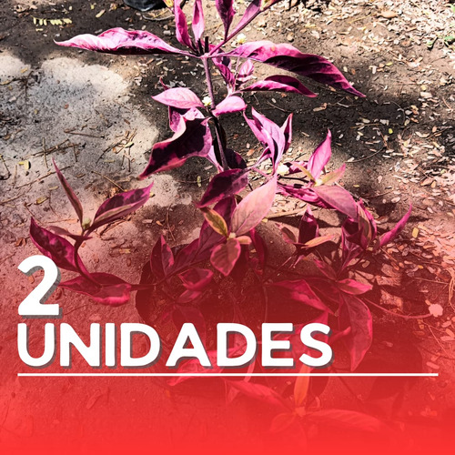 Plantas Teresita