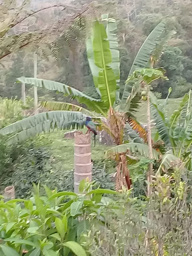Imagem 5 de 15 de Sitio De 40 Hectares A Venda No Bairro Alto Aririu Em Palhoca - V-82023