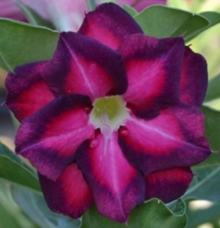 10 Sementes Rosa Do Deserto Tons Roxas Azuladas Frete Gratis