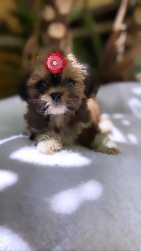 Lhasa Apso Mini Lindos Filhotes (sp Capital Não Enviamos)