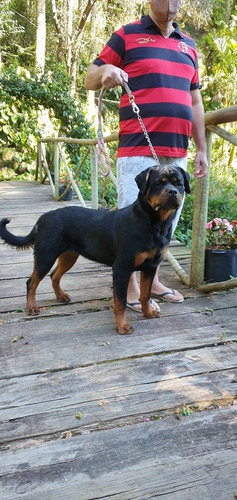 Filhotes De Rottweiler Hillux/corola/sw4