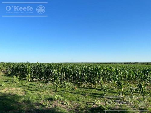 Campo En Venta De 520 Has Mixtas En Entre Rios