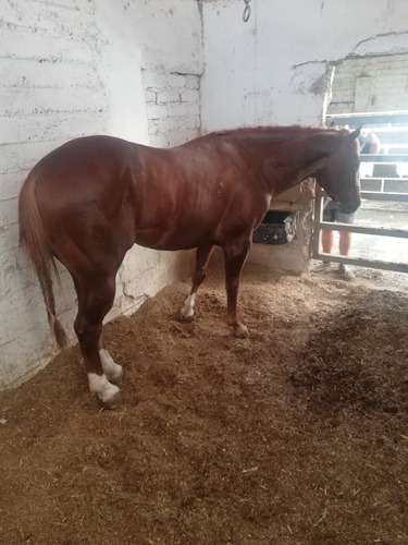 Hermoso Caballo Garañon Cuarto De Milla (Usado)