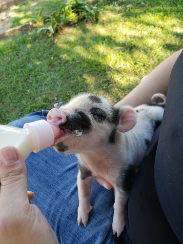 Mini Pig. Micro Pig. Mini Porquinho Filhote.