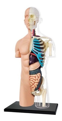 4d Vision Human Anatomy Modelo Torso Humano Medio 26083