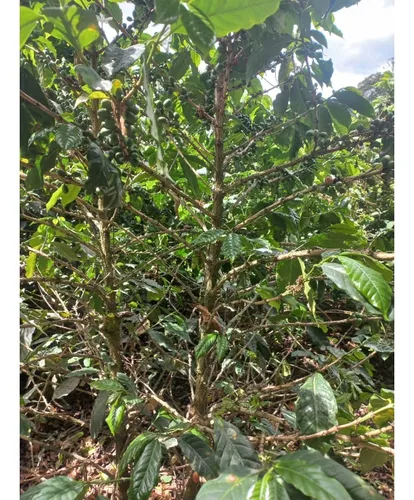 Se Vende Finca Córdoba Quindío