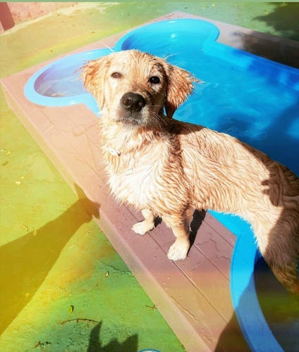 Imagem 2 de 11 de Piscina Para Cães Em Formato De Osso Com Deck E Hydrante.