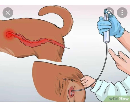 Imagen 2 de 3 de Inseminacion Artificial Para Perros