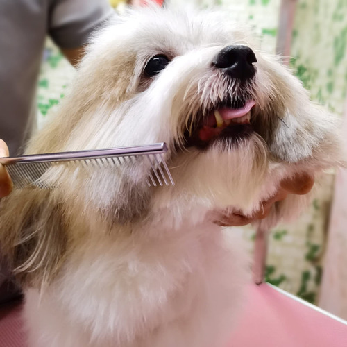 Juego De Tijeras Profesionales For Peluquería Canina Con