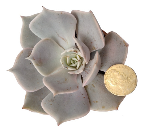 Echeveria Pollux