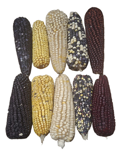 Mazorcas De Maíz De Colores Sin Hoja, Paquete 10 Piezas