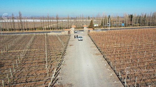 Se Vende Finca En Valle De Uco Mendoza. 300 Ha De Viñedo En Producción Unicas. Lo Mejor