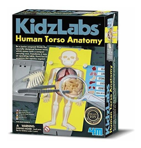 Juguete Anatomía 4m  Kidz Labs 
