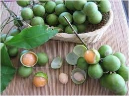 Arbol De Guayo Pequeño