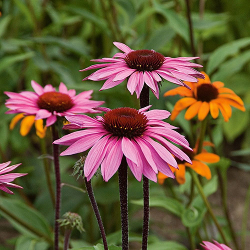 50 Semillas Echinacea Purpurea Planta Medicinal Autenticas