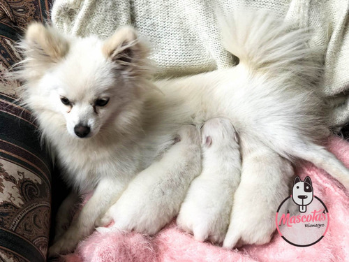 Imagen 1 de 3 de Espectaculares Cachorros Pomerania Lulu Blancos