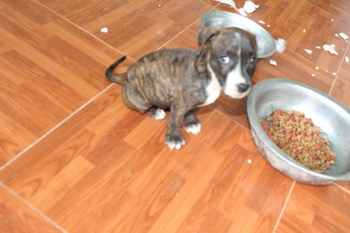 Perros Pitbull Fucion Con Bacunas Y Carnt Para Completar