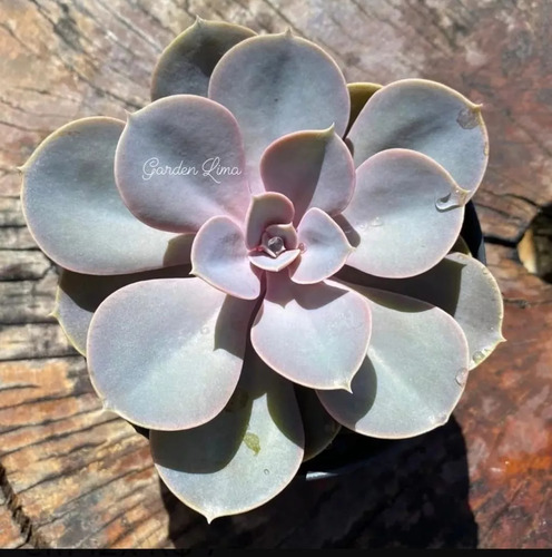 Perle/suculenta Colorida Natural Rosa/lilás/5cm