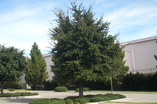 Arbol De Encino Siempreverde 1mt. (envio Incluido)oak Live