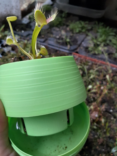 Planta Carnívora Gigante (6 Años) En Maceta Autorregable