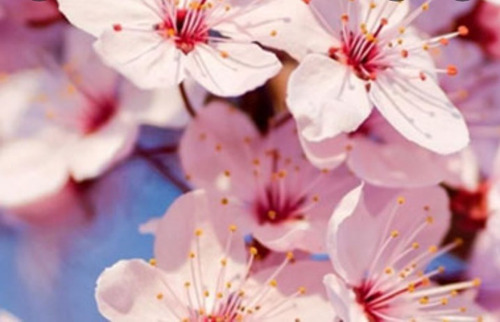 Imagen 1 de 10 de Cerezo Sakura Japonés - Para Maceta Balcón - E/gratis Caba