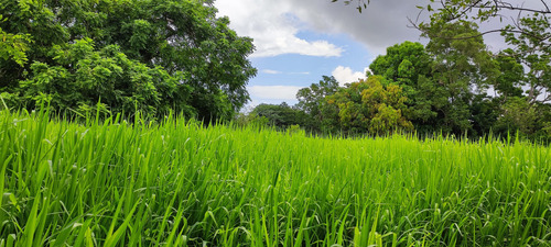 5 Kg De Semillas De Pasto Panicum Maximum Tanzania