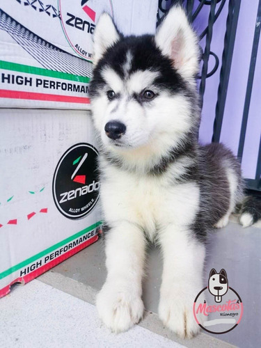 Imagen 3 de 4 de Cachorros Husky Siberiano Mascotas Medellín Bogota