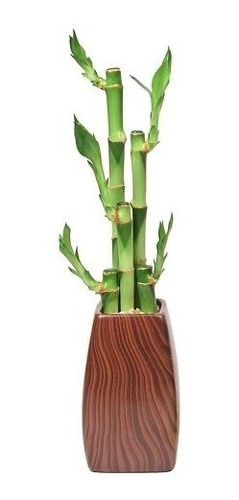 Planta De Bambu X 12 Unidades
