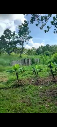 Imagen 5 de 9 de Finca En Venta Tinaco Cojedes