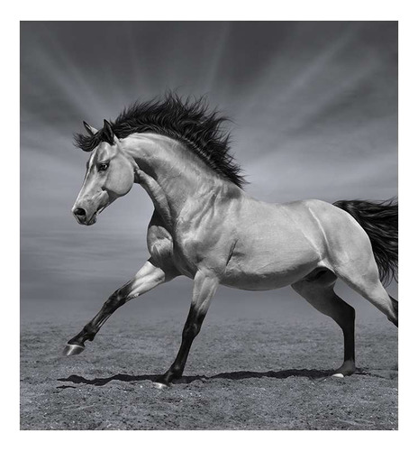 Vinilo 30x30cm Caballo Corriendo Blanco Negro Galopando