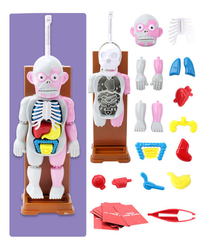 Juguete Infantil Modelo De Cuerpo Humano Human Organ Anatomi