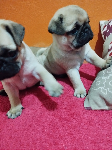 Vendo Filhotes De Pug ! 