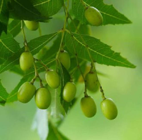 Árbol De Neem (azadirachta Indica) Más Semillas